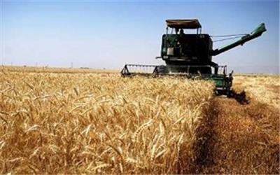 پرداخت مطالبات گندم کاران تا پیش از مهر