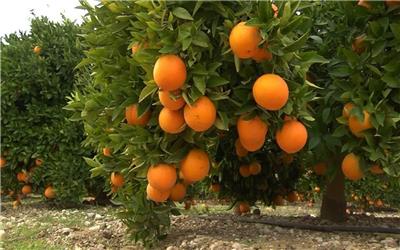 آغاز برداشت مرکبات در بم