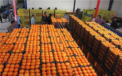 توزیع میوه شب عید از 27 اسفند در استان کرمان
