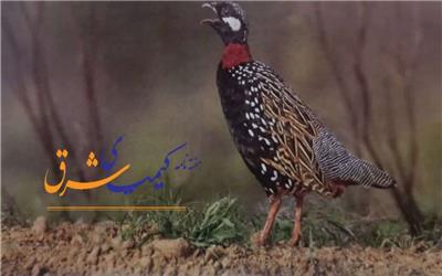 دراج، نگین خوش‌آواز باغات فهرج، در آستانه فراموشی: زنگ خطر برای طبیعت بکر این منطقه!