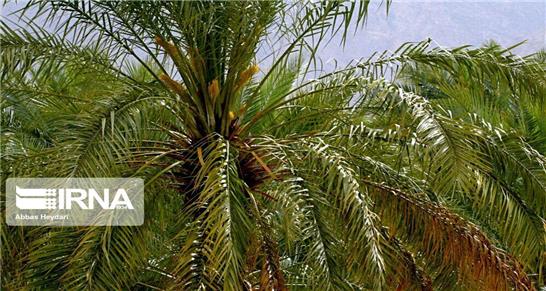 40 میلیارد ریال برای مقابله با سوسک سرخرطومی در کرمان تخصیص یافت