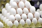آزادسازی صادرات تخم مرغ در راستای حمایت از تولید داخل