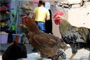 برخورد با زنده فروشی پرندگان در معابر شهرستان فهرج