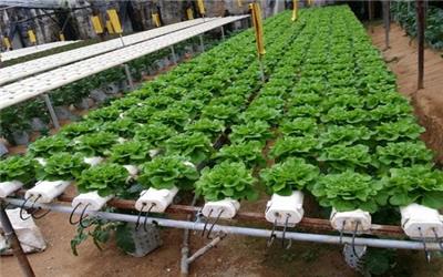 ساخت گلخانه هیدروپونیک در رفسنجان