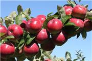 سیب درختی گلباف در راه بازار