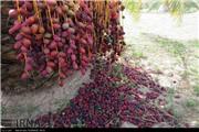 تجربه تولید خوراک دام از ضایعات خرما در کرمان؛ طرحی که خروج ارز را کاهش می‌دهد
