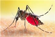 پشه‌ها برای نیش زدن «رادار» دارند