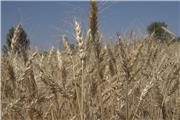 برداشت خوشه های طلایی گندم از مزارع فهرج آغار شد / گزارش تصویری