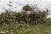 هشدار محققان در مورد گسترش ملخ‌ها به دلیل تغییرات آب‌وهوایی